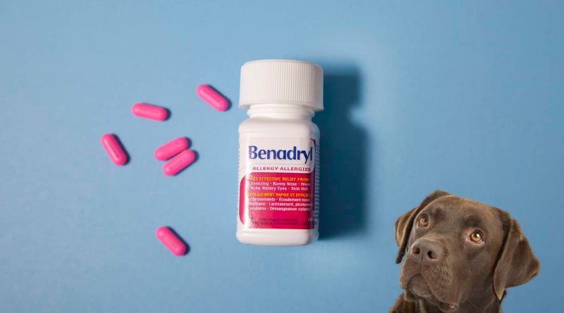 How Much Benadryl to Give a 50 lb Dog?